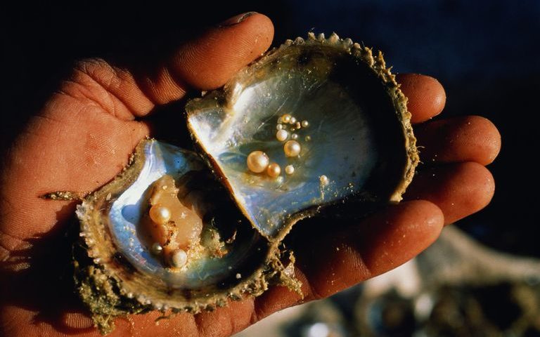 Як утворюються перлини: навіщо устрицям потрібно їх виготовляти?