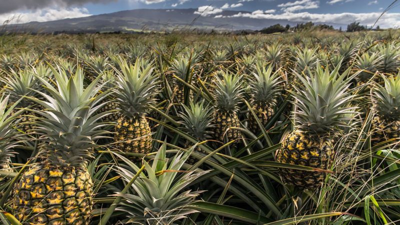 Адаптація рослин до високих температур: цікаві факти