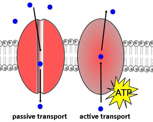 Які види транспортування забезпечують надходження речовин у клітини?