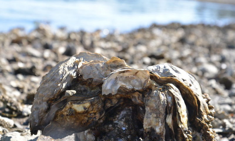 Живі фільтри в природі: як фільтрують устриці?