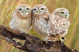 Цікаві факти про птахів: вони розумніші чим здається