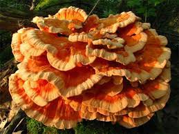 Цікаві факти про гриби, які підірвуть ваш мозок - Існує гриб, який на смак майже не відрізняється від смаженої курки
