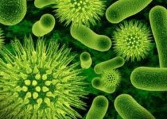 Цікаві факти про бактерії: вони корисні чи шкідливі?
