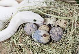 Не всі змії відкладають яйця