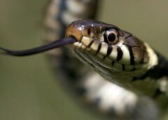Цікаві факти про змій: 7 причин ними дивуватися