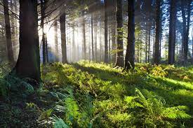 Чому ліси називають легенями планети та інші цікаві факти про ліс (Photo: woodethic.blogspot.com)