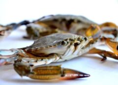 Цікаві факти про ракоподібних: 10 неймовірних речей | Photo: www.seafoodsams.com