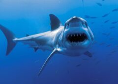 Cкільки зубів у білої акули?