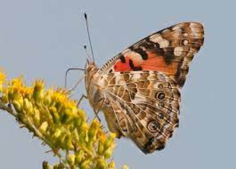 Залежність форми тіла та колірного оформлення від харчових звичок метеликів