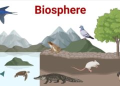 Що таке біосфера - розуміння найскладнішої екосистеми Землі