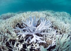 Що таке корали: розуміння цих дивовижних морських істот