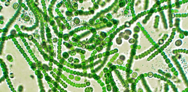 Что такое цианобактерии?| Фото: https://www.deq.ok.gov/