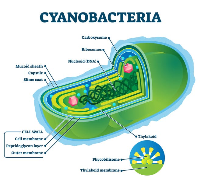 Что такое цианобактерии - их строение | Photo: https://eu.burlingtonfreepress.com
