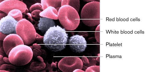 Из чего состоит кровь | Photo: https://educationalgames.nobelprize.org/educational/medicine/bloodtypinggame/1.php
