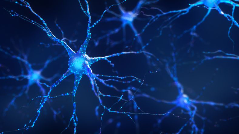 Що таке нейрон, з чого він складається та його функції Photo: https://www.verywellhealth.com/neurons-5217652