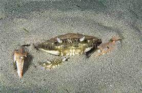 Винаходи людства підказані природою та біомікрія - Маскування| Photo: https://www.marinethemes.com/ngg_tag/sand-crabs-portunus-tenuipes-hiding-hide-concealed-protection-careful-watching-looking-peering-peeking-sand-two-pair-couple-home-protection-protecting-hiding-hidden-crustaceans/