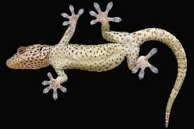 Токайський гекон| Photo: https://www.miragenews.com/to-climb-like-a-gecko-robots-need-toes/