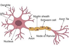 Що таке нейрон, з чого він складається та його функції