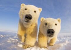 Де живуть білі ведмеді: місця та ареали їх проживання