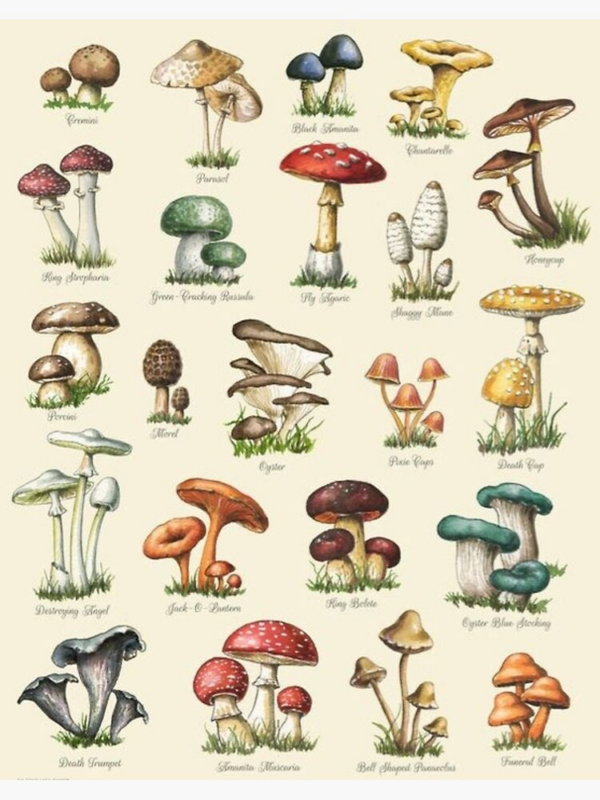 Що таке гриби: типи, будова та характеристики? | Photo:https://www.redbubble.com/