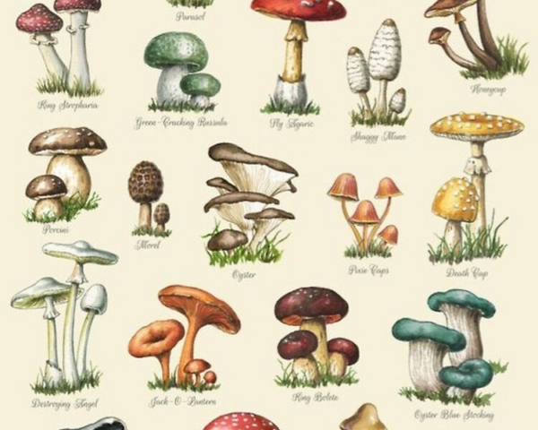 Что такое грибы: типы, строение и характеристики? | Photo:https://www.redbubble.com/
