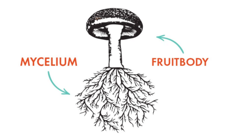 Что такое грибы: мицелий | Photo: https://fungi.com/blogs/articles/mushroom-life-cycle
