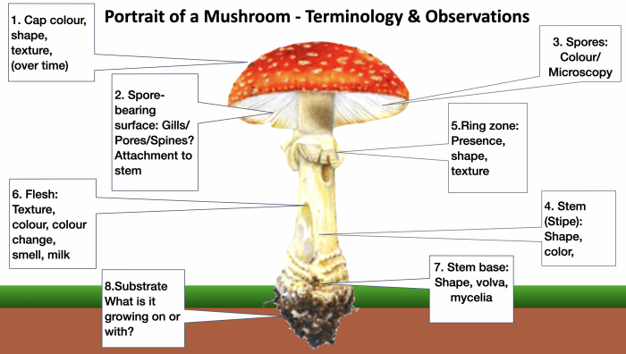 Что такое грибы - СТРОЕНИЕ ГРИБА | Photo: https://gallowaywildfoods.com/an-introduction-to-fungi-foraging/
