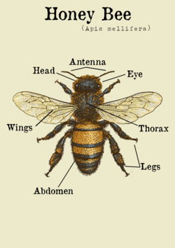 Interesting facts about bees: anatomy | Photo: https://www.teacherspayteachers.com/
