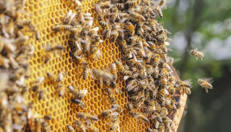 Interesting facts about bees: the main things about these busy insects | Photo: https://www.angi.com/articles/what-property-damage-can-bees-cause.htm
