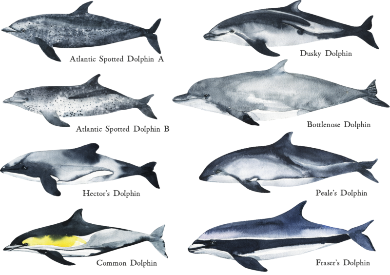 Цікаві факти про дельфінів: види дельфінів | Photo: https://www.summerlanestudio.com/
