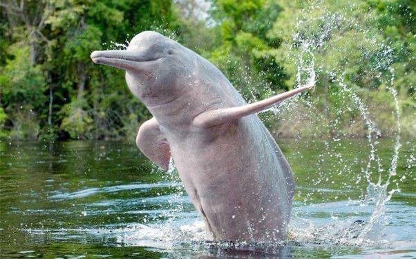 Интересные факты о дельфинах: 10 невероятных вещей | Фото: https://www.quora.com/What-are-the-different-types-of-dolphins-found-in-India
