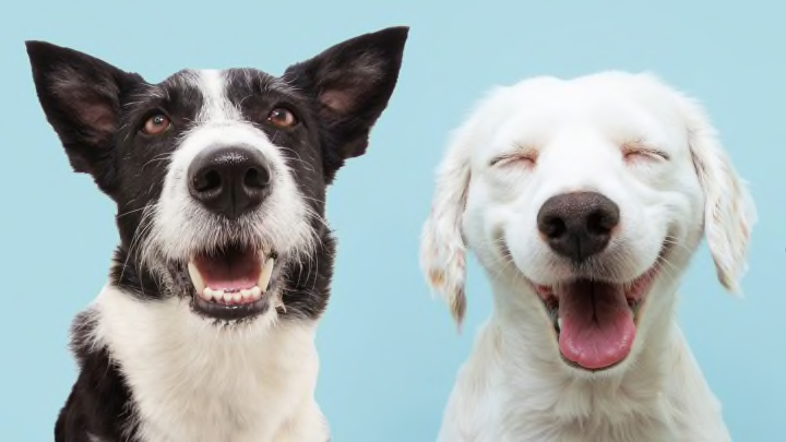 Цікаві факти про собак: еволюційна історія та зв'язок з людиною | Photo: https://www.mentalfloss.com/article/564264/dogs-puppies-facts