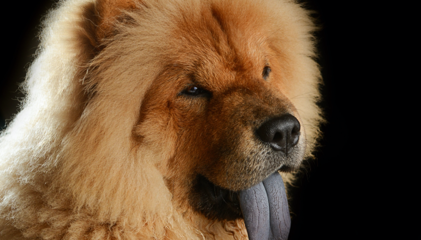 Чау-чау і шарпей мають чорні язики - Чау-чау і шарпей - єдині дві породи собак, які мають повністю чорні язики. Що ще цікавіше, причина появи цих чорних язиків наразі невідома. | Photo: https://www.petmiconnect.com/why-chow-chows-have-purple-tongues/