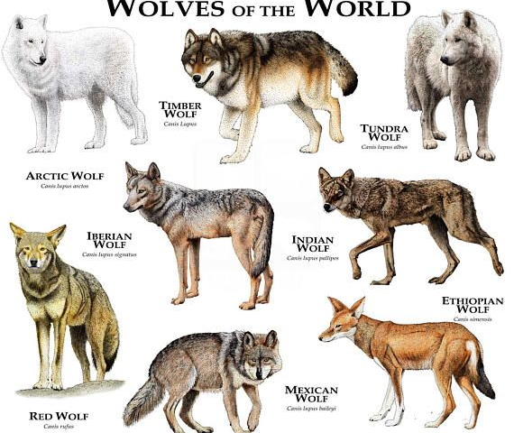Цікаві факти про вовків: види / Photo: https://www.pinterest.com/pin/418131146647406547/