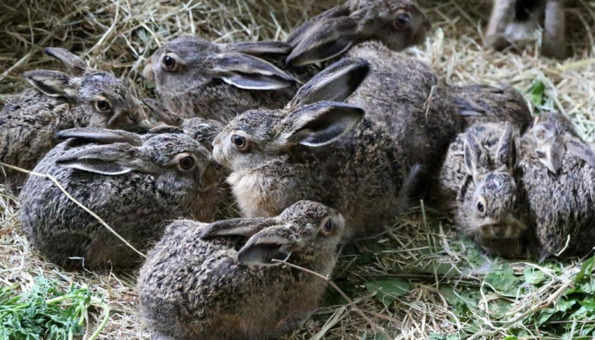 Цікаві факти про зайця: стрибок в незвідане / Photo:https://www.four-paws.org/our-stories/publications-guides/do-not-disturb-young-hares 