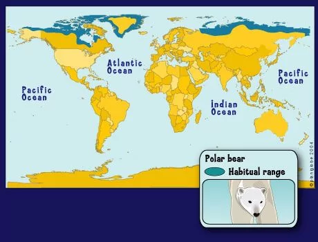 Где живут белые медведи / Photo: https://www.pinterest.com/pin/131730357835504832/

