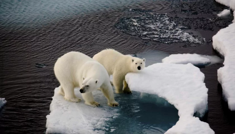 Where polar bears live: Habitat / Photo:https://www.thoughtco.com/where-do-polar-bears-live-2291920
