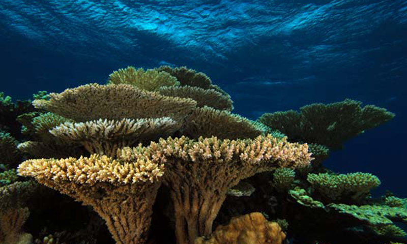 Ciekawostki o koralowcach | Fot: https://www.livescience.com
