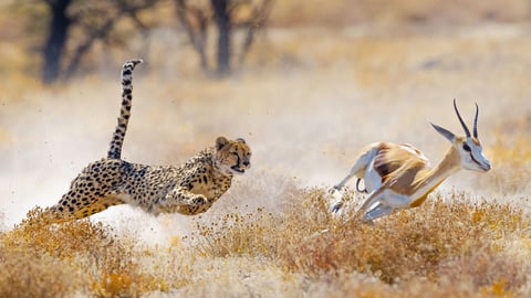 Коеволюція це ... дивовижне пристосування різних видів