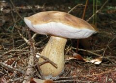 Що таке гриби: різниця між грибми та рослинами?