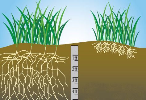 Що таке мікориза: симбіотичні відносини у природі | Photo" https://canterburycreekgardens.com/mycorrhizal-fungi/