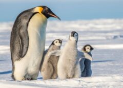 Цікаві факти про пінгвінів: беззубі жителі Південної півкулі