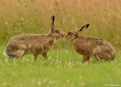 Цікаві факти про зайця: стрибок в незвідане