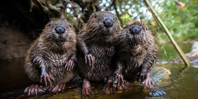 Interesting facts about beavers / Photo: https://www.kickassfacts.com/20-interesting-beaver-facts/