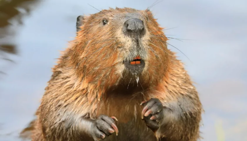 Ciekawostki o bobrach: odkrywanie tajemnic / Fot: https://www.onegreenplanet.org/animals/all-about-beavers-10-fun-facts-about-the-planets-animal-architects/
