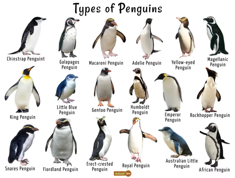 Интересные факты о пингвинах: виды пингвинов / Photo: https://www.animalspot.net/penguin
