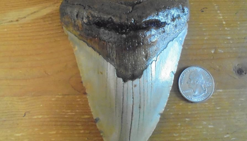 Зуб мегалодона /Photo: https://www.amazon.com/Genuine-Megalodon-Fossil-Shark-Inches/dp/B00B1QBZYC