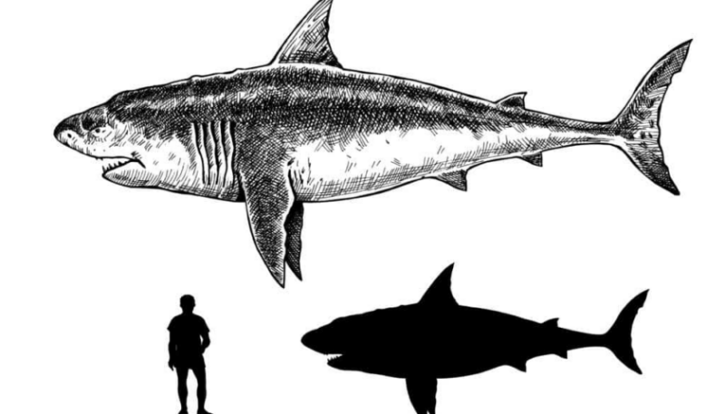 Megalodon w porównaniu do człowieka i żarłacza białego / Fot: https://a-z-animals.com/blog/megalodon-size-comparison/