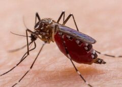 Чому комарі п'ють кров?