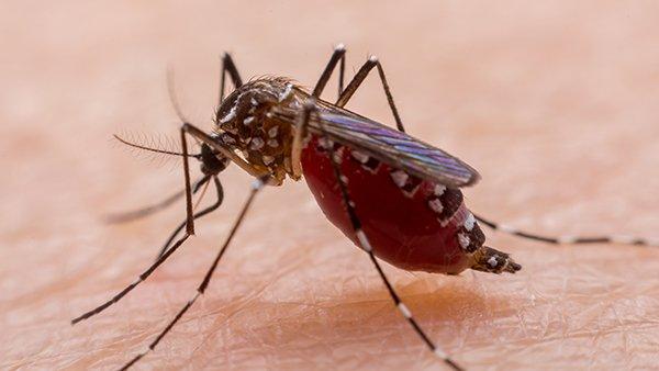 Чому комарі п'ють кров?